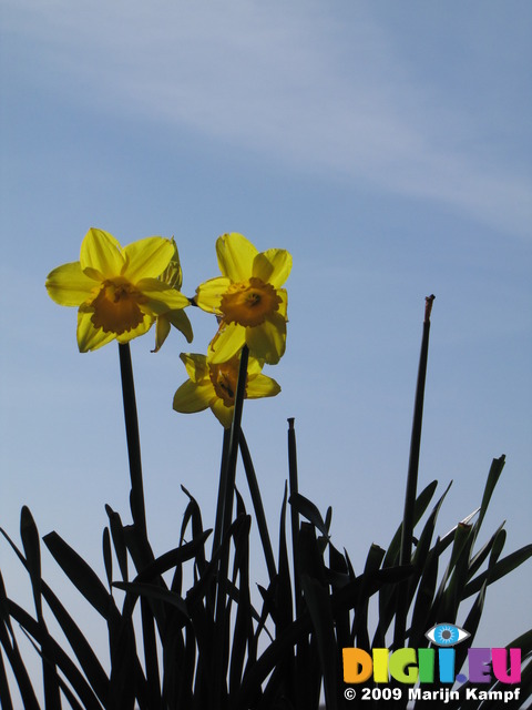 SX03615 Backlit Daffodils against blue sky (Narcissus Obvallaris)